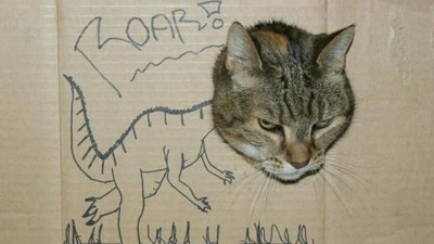 Kocak! Ketika Kucing Dipadu dengan Gambar di Kardus