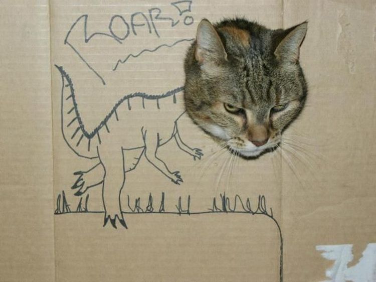 Kocak! Ketika Kucing Dipadu dengan Gambar di Kardus