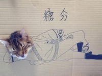 kucing cardboard