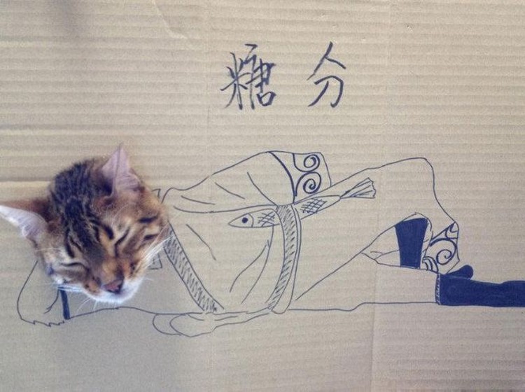 kucing cardboard