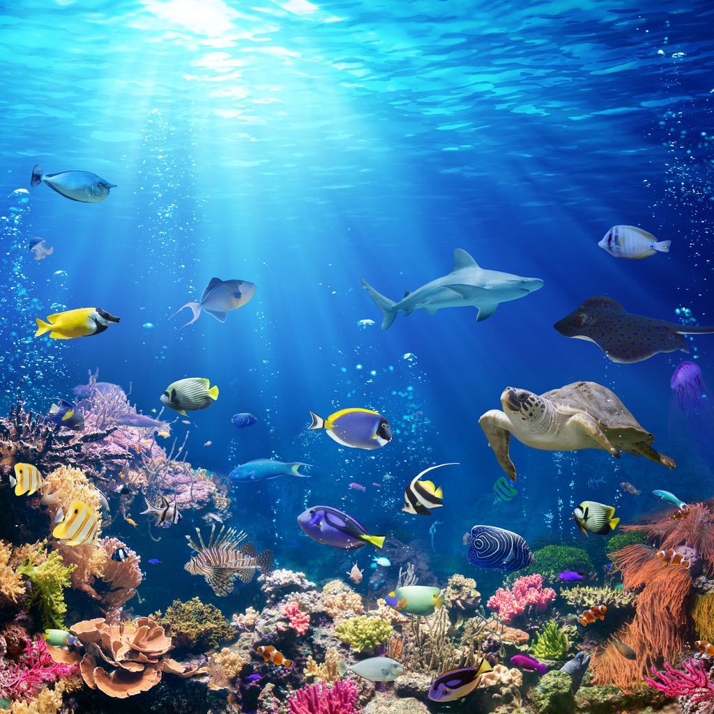 Great Barrier Reef