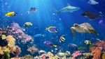 Potret Great Barrier Reef yang Memukau Tapi Terancam Rusak