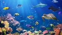 Pengamatan udara dilakukan terhadap 900 terumbu karang di areal seluas 2.300 km, dan tingkat pemutihan paling parah terjadi di kawasan utara Port Douglas hingga paling rendah sekitar 10 persen di selatan kawasan Mackay (iStock)