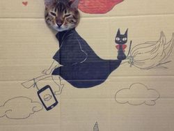 Kocak! Ketika Kucing Dipadu dengan Gambar di Kardus