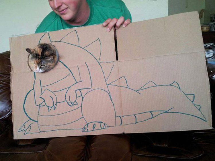 kucing cardboard