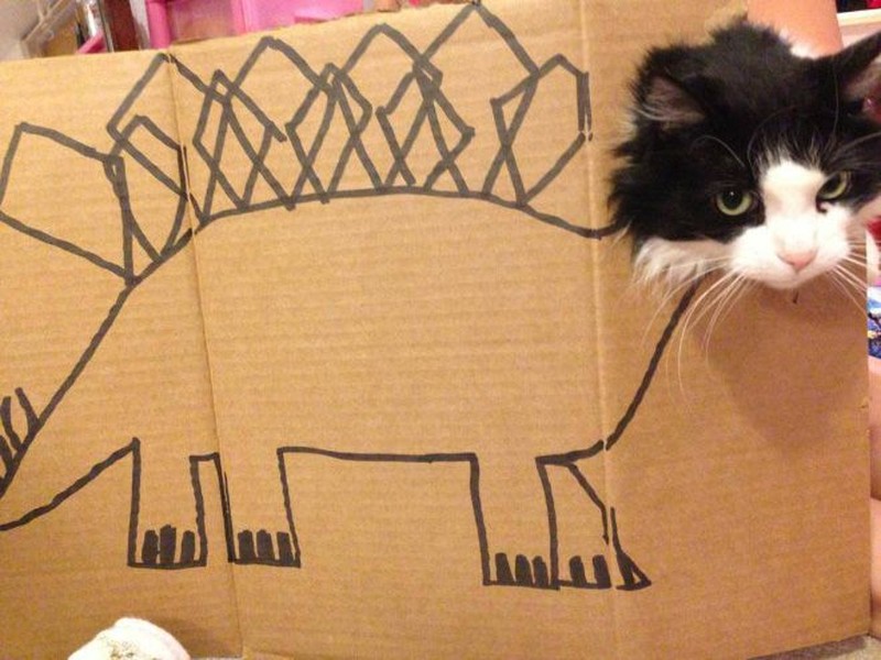 kucing cardboard