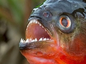 Geger Ikan Piranha Muncul di Malaysia