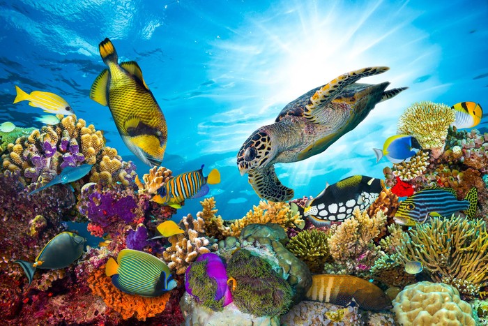 Great Barrier Reef