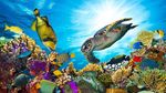 Potret Great Barrier Reef yang Memukau Tapi Terancam Rusak