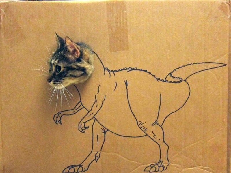 kucing cardboard