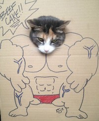kucing cardboard