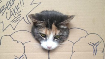 Si kucing punya badan berotot. (Foto: sadanduseless)