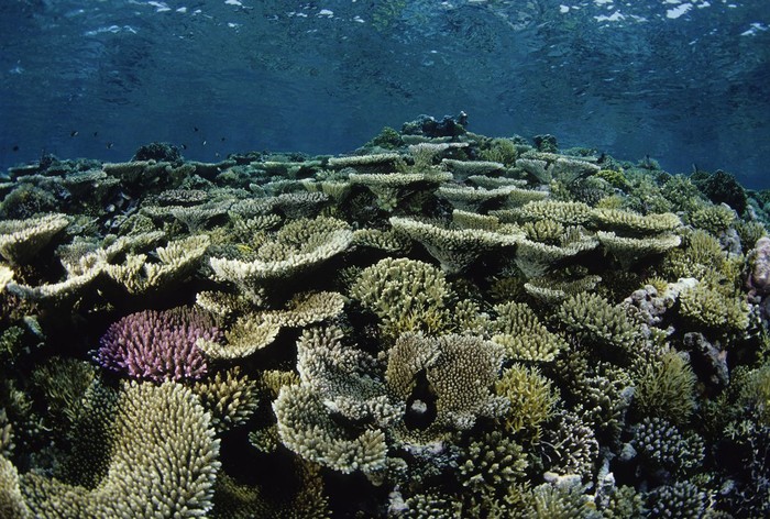 Great Barrier Reef