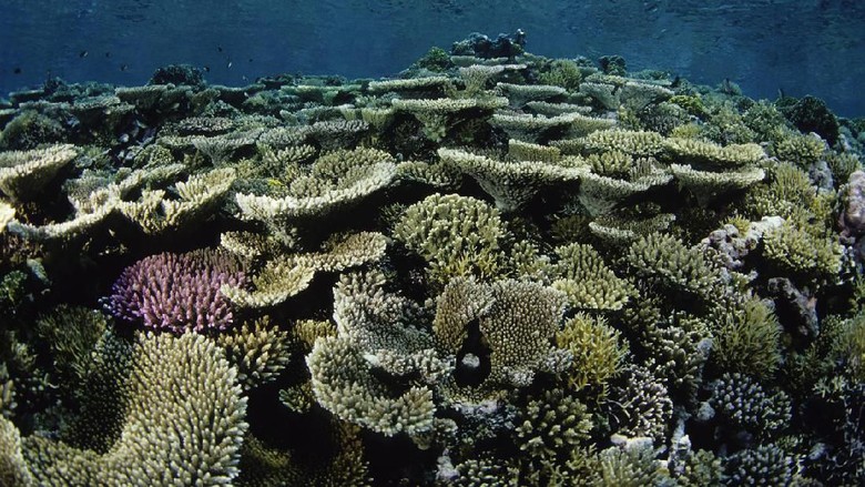 Great Barrier Reef Great Barrier Reef