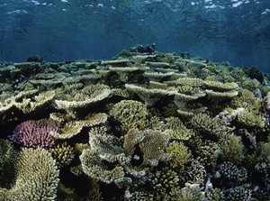 Great Barrier Reef Australia Alami Pemutihan Massal Keenam