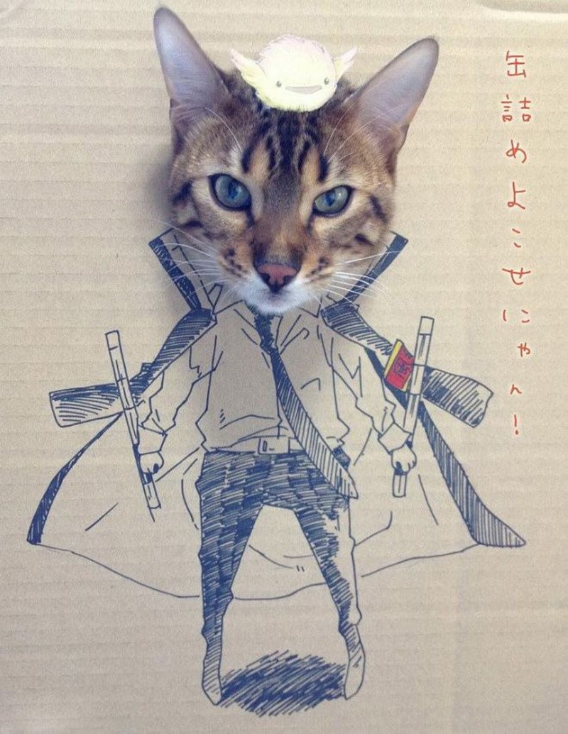 kucing cardboard