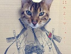 Kocak! Ketika Kucing Dipadu dengan Gambar di Kardus