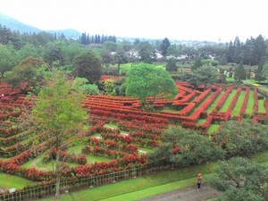 Berbunga-Bunga di Taman Bunga Nusantara