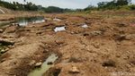 Penampakan Dasar Sungai Citanduy yang Mengering