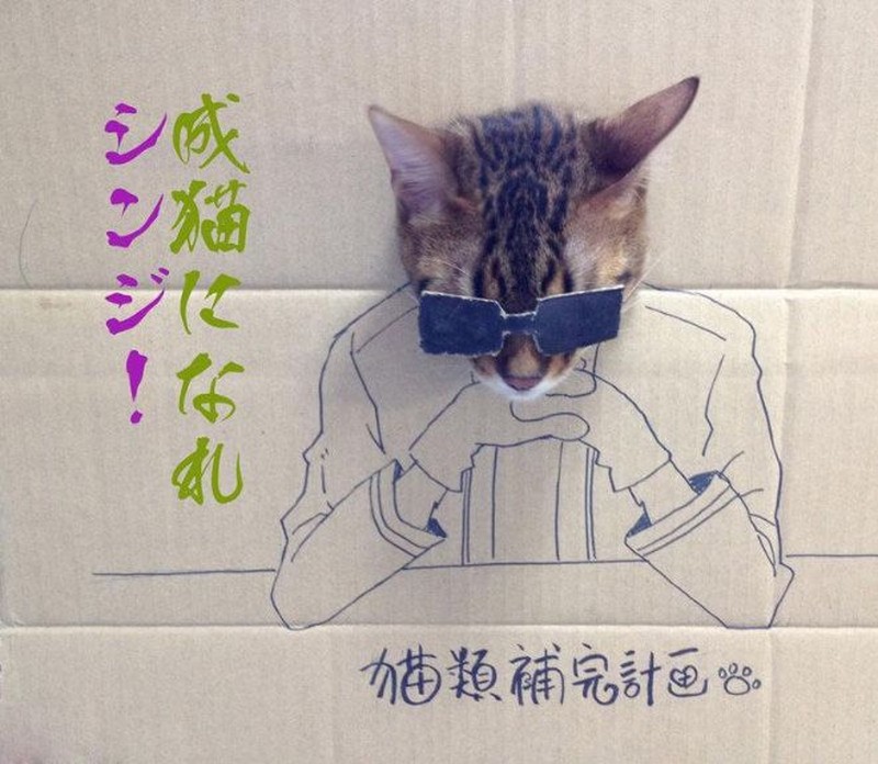 kucing cardboard
