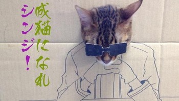 Gaya berpikir kucing. (Foto: sadanduseless)