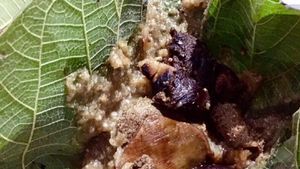 10 Makanan Wonogiri yang Ndeso Tapi Bikin Ketagihan Enaknya