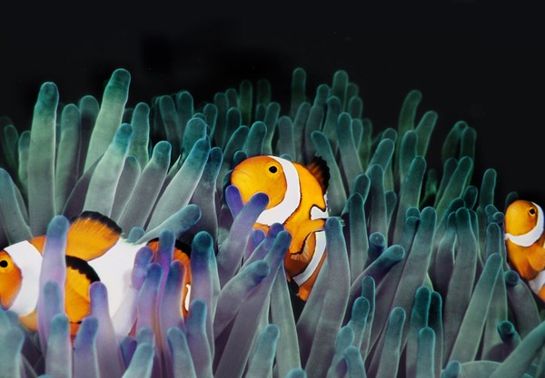 Satuan Tugas National Coral Bleaching menemukan 93 persen terumbu karang di kawasan Great Barrier Reef Australia saat ini mengalami pemutihan (iStock) Satuan Tugas National Coral Bleaching menemukan 93 persen terumbu karang di kawasan Great Barrier Reef Australia saat ini mengalami pemutihan (iStock)