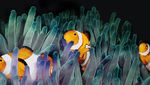 Potret Great Barrier Reef yang Memukau Tapi Terancam Rusak