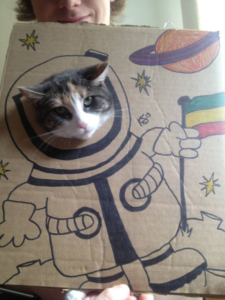kucing cardboard