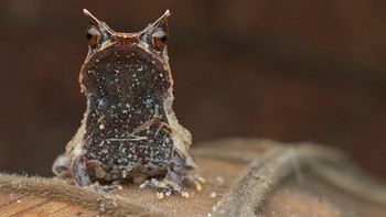 Hutan hujan di kalimantan menjadi rumah bagi hewan amfibi seperti Malayan Horned Toads atau dikenal dengan kodok bertanduk. Hewan ini seolah memiliki dua tandung di kepalanya.   Untuk menemuinya sangat sulit, karena menurut Jungle Mikey mereka akan berkamuflase dengan lingkungan sekitar misal seperti daun ini adalah salah satu cara mereka untuk bertahan hidup. (Foto: Getty Images)