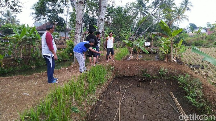 Hewan Misterius Bermata Merah Mangsa Puluhan Unggas Di Ciamis