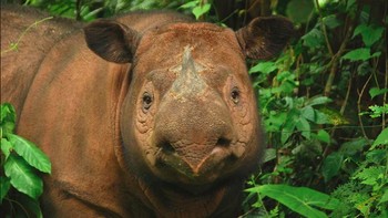 Badak Sumatera, menurut WWF spesies ini adalah satu-satunya badak asia yang memiliki dua tanduk. Mereka hidup di hutan dan sangaat sulit dikenali. Disebutkan hanya penjaga yang berpengalaman yang dapat melihatnya di alam liar.   Hewan ini terdaftar sebagai hewan yang terancam punah. (Foto: dok. Rhinos.org)
