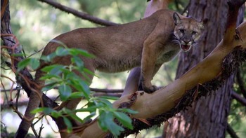 Bay Cat atau Kucing Teluk, hewan ini adalah asli dari pulau Kalimantan. Menurut Wild Cats Magazine, kucing teluk Boreno adalah salah satu spesies kuncing yang jarang diketahui.   Mereka hidup di dataran rendah yang lebat, namun karena mereka begitu sulit ditangkap hingga pengtahuan tentang hewan ini pun terbatas. (Foto: Getty Images)