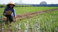 Pekerjaannya di Dinas Pertanian membuat Oza harus siap jika diminta turun ke sawah. Lihat nih posenya ketika melihat jenis padi di sawah. Foto: instagram @mozakitty95