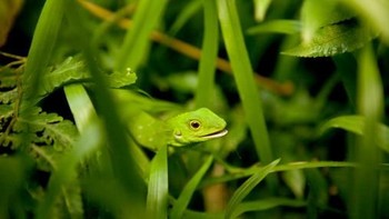 Kadal,  hewan ini dikenal sebagai hewan pengisap darah yang asli dari Asia Tenggara. Memiliki tubuh berwarna hiju cerah bahkan ada yang memiliki kepalada berwarna biru. Menurut Wild Herps, mereka aktif pada siang hari dengan mudah berpindah dari cabang ke cabang karena ekornya yang panjang digunakan untuk stabilitas. (Foto: Getty Images)