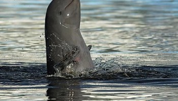 Lumba-lumba Irrawaddy adalah lumba-lumba air tawar yang menghuni daerah pantai yang dangkal, serta muara dan sungai, tetapi mereka sangat langka dan terdaftar sebagai terancam punah.    Menurut WWF, spesies in didefinisikan oleh kepala yang menonjol dan paruh pendek dapat ditemukan di tiga sungai di Asia Tenggara, termasuk Mahakam (Kalimantan Indonesia), dan paling sering terancam oleh industri perikanan karena mereka secara tidak sengaja tertangkap di jala. (Foto: Getty Images)