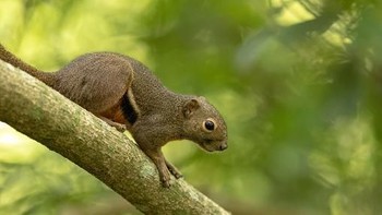 Kalimantan juga rumah bagi spesies raksasa tupai terbang. Menurut National Geographic, tupai ini lebih banyak ditemui di Kalimatan ketimbang di pulau lain.   Tupai ini memiliki berat 2kg dan panjangnya sekitar 40cm. Seperti yang ditunjukkan publikasi, nama tupai terbang tidak benar-benar akurat karena apa yang mereka lakukan adalah meluncur ketika mereka melompat dari pohon-pohon tinggi di hutan. (Foto: Getty Images)