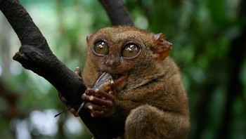 Loris alias KUkang, hewan yang gemas namun bukan hewan peliharaan di rumah. Meski terlihat lucu namun gigitan mereka beracun dan demi melindung anak-anak mereka akan menjilati rancun ke dalam bulu mereka.   Oleh Telegraph dicatat bahwa menjaga hewan primata ini ke sebuah penangkaran hingga menjadi hewan peliharaan adalah hal yang kejam. Sehingga ada kampanye untuk membebaskan mereka ke tempat alam liarnya. (Foto: Getty Images