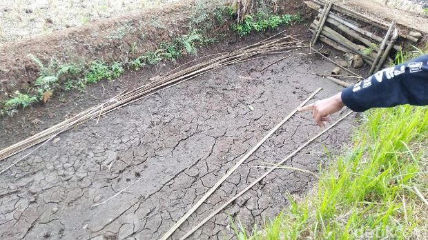 Hewan Misterius Bermata Merah Mangsa Puluhan Unggas di Ciamis
