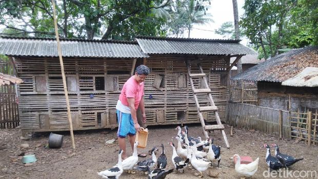 Hewan Misterius Bermata Merah Mangsa Puluhan Unggas di Ciamis