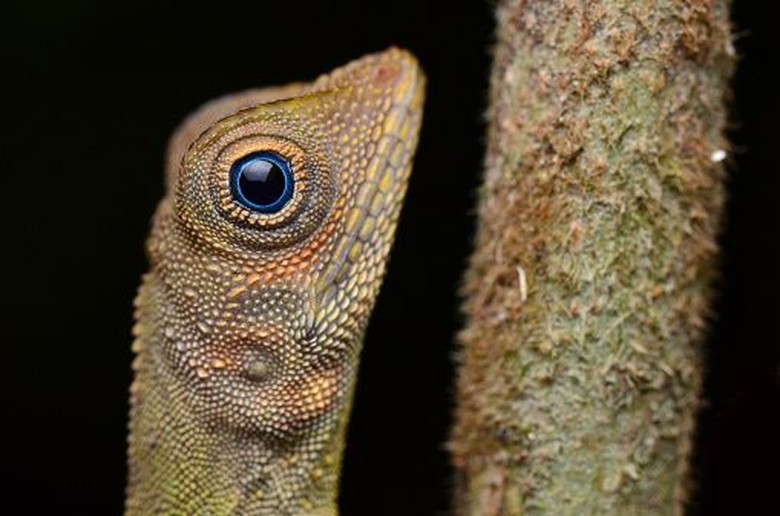 Ragam Spesies Hewan Unik Di Kalimantan