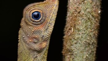 Pulau Kalimantan adalah rumah bagi banyak mamalia, burung hingga reptil yang unik dan menarik. Seperti Kadal bermata biru. Menurut Ecology Asia hanya kadal jantan dewasa yang memiliki warna mata biru kalau betina memiliki warna mata cokelat.   Kadal ini hidup di hutan rawa dan hutan primer dataran rendah dan lebih sering ditemui di dekat sungai. Untuk mengetahui jenis keliaminnya bisa mudah dilihat dari sisiknya. Jika jantan maka berwarna hijau sedangkan betina lebih gelap dan warnanya kurang cerah. (Foto: Getty Images)