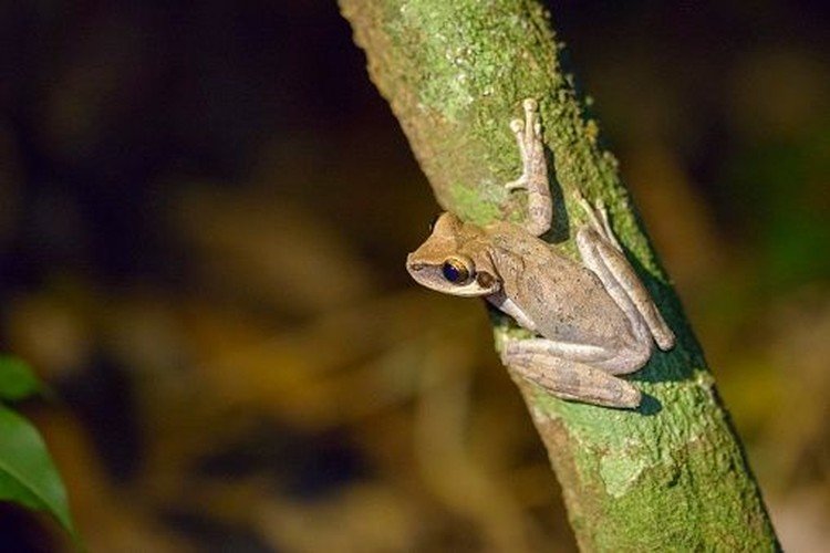 Ragam Spesies Hewan Unik di Kalimantan