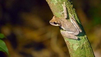 Kata berkepala datar, spesies kata ini sangat menarik karena diyakni sebagai katak pertama yang tak miliki paru-paru. Menurut Scientific American, katak bernafas melalui kulitnya.  Edge of Existence mencatat bahwa industri pertambangan ilegal memengaruhi habitat alami katak, yang merupakan sungai berbatu jernih, dan di bawah bebatuan besar di sungai di kawasan hutan tropis. (Foto: Getty Images)