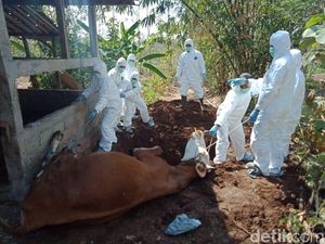 Gunungkidul Langganan Antraks, Kasusnya Sudah Ada 5 Tahun Berturut-turut