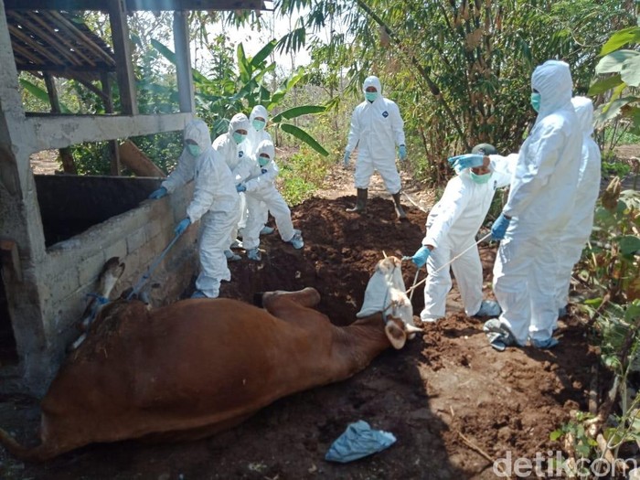 Petugas saat mengubur sapi mati mendadak di Pedukuhan Kulwo, Desa Bejiharjo, Kecamatan Karangmojo, Gunungkidul, Selasa (27/8/2019).