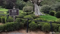 Millenium juniper, pohon tua yang usianya diperkirakan telah mencapai 1.000 tahun.