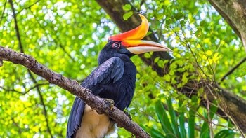 Rangkong Badak, spesies burung cantik dan indah yang memiliki paruh seperti badak. Badak Rangkok dianggap oleh kelompok Dayak asli sebagai kepala burung.   Burung-burung ini adalah salah satu spesies rangkong terbesar, dan memakan buah-buahan dan serangga tetapi juga dapat memangsa tikus kecil, burung, dan reptil. Habitat mereka terbatas pada pulau-pulau di Sumatra, Jawa dan Kalimantan, dan hutan di perbatasan Malaysia. (Foto: Getty Images)