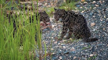 Macan Dahan, menurut WWF adalah spesies kucing yang baru mereka berbeda dengan spesies macan tutul di Afrika. Para ilmuwan telah menyadari keberadaan hewan ini selama satu abad, tetapi tidak pernah menyadari betapa uniknya hewan ini.   Namun, penemuan lebih lanjut membuktikan betapa pentingnya untuk melestarikan satwa liar ini di Kalimantan, tempat tinggal hewan-hewan ini hidup di dataran rendah dan perbukitan untuk menghindari ruang terbuka dan kontak dengan manusia. (Foto: Reuters)