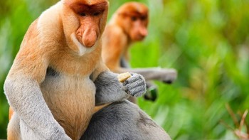 Monyet Belalai atau dikenal masyarakat Indonesia dengan Bekantan. Memiliki hidup yang panjang ternyata memiliki fungsi bagi pejantan untuk menarik perhatian betina. Para peneliti juga percaya bahwa hidunya bertindak sebagai ruang gema untuk meningkatkan frekuensi panggilan primata.   Hewan ini asli Kalimantan, dapat ditemukan di dekat sumber air seperti sungai, rawa, dan hutan bakau. Sayangnya, seperti banyak spesies di wilayah ini, populasi monyet belalai menurun dan terdaftar sebagai terancam punah. (Foto: Getty Images)